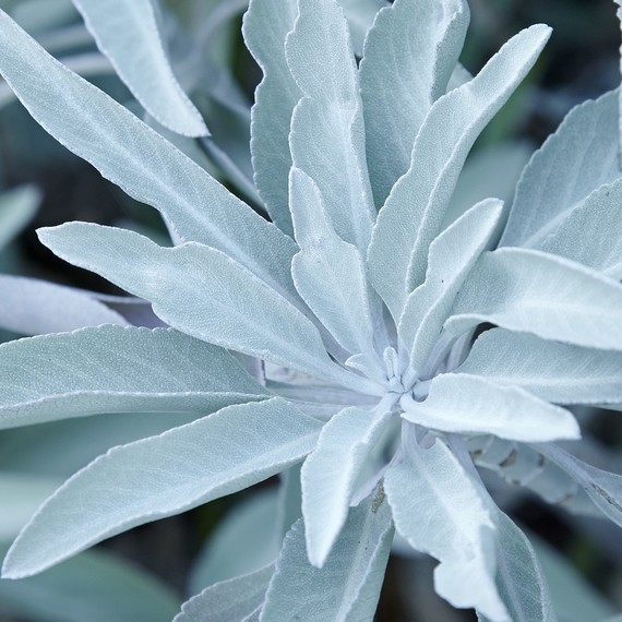 sage-fragrant-plant-0416.jpg (skyword:267079)
