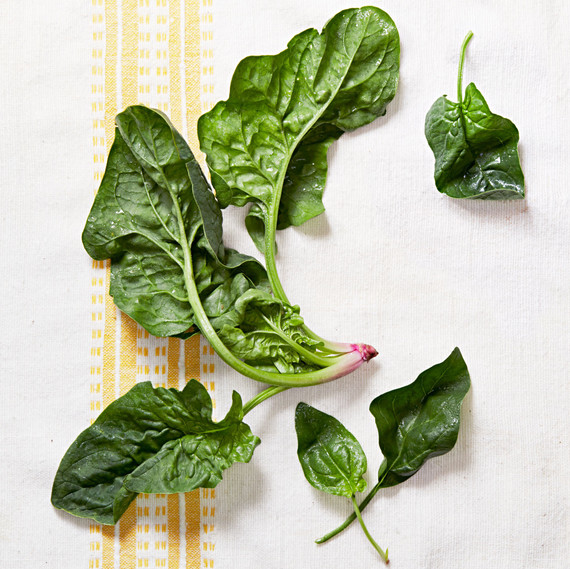 spinach leaves spinach leaves