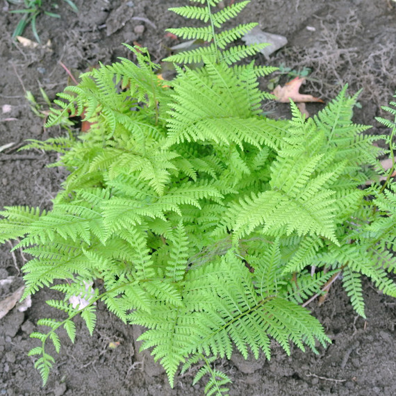transplanting-ferns-farm.jpg