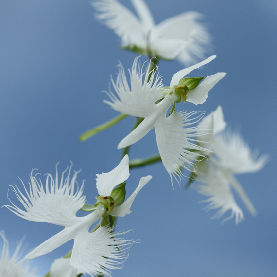 white egret orchids white egret orchids