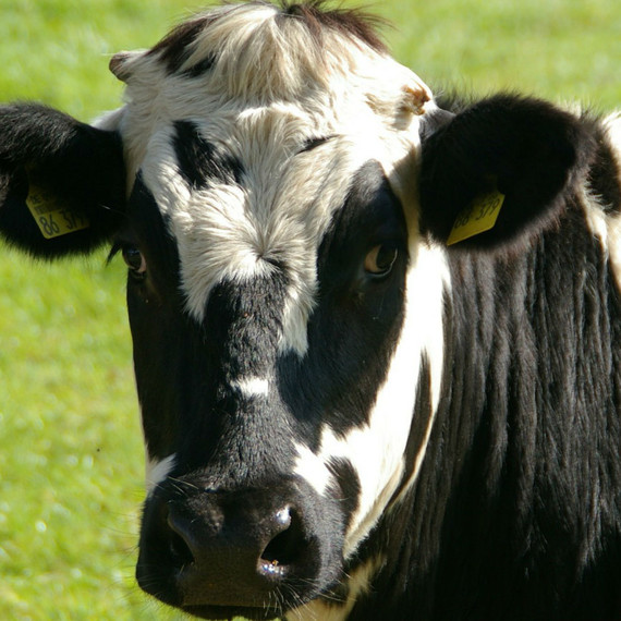 cow_09.16