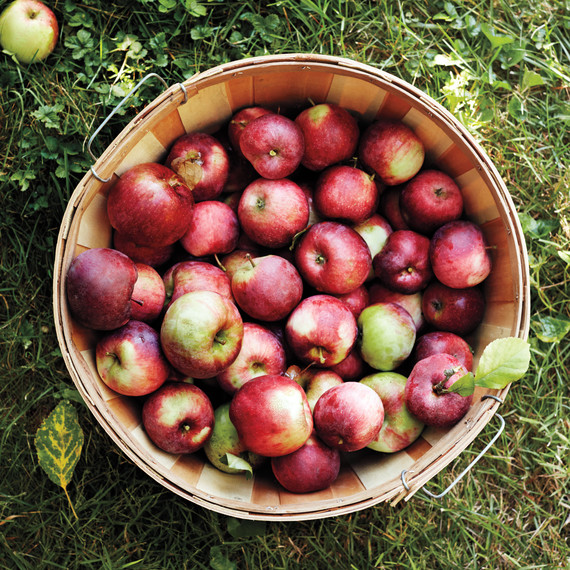 applesbasket-0131-d110680.jpg