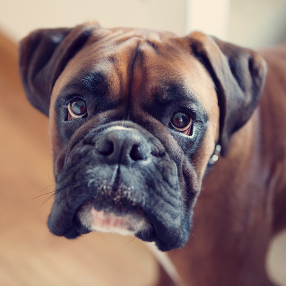 boxer dog boxer dog