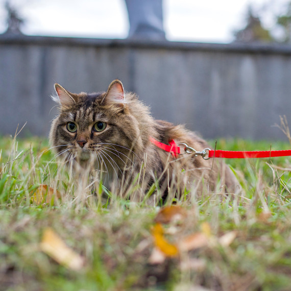 cat leash getty cat leash getty