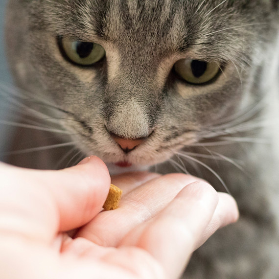 cat treat getty cat treat getty