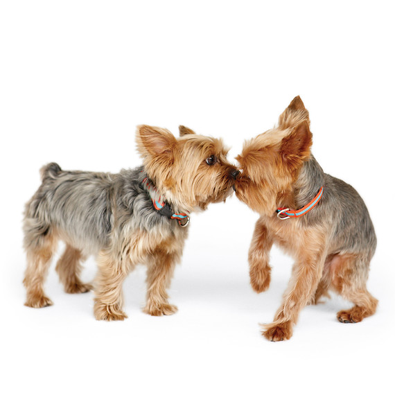 dog-2s-108r-0611mld106818.jpg