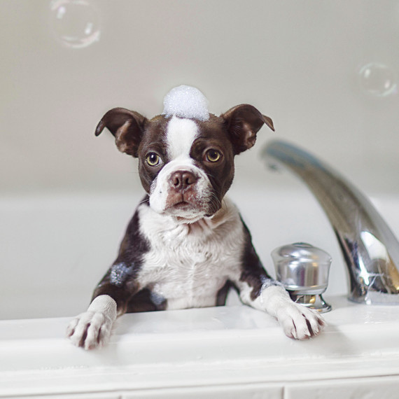 french bulldog in bath bubbles on head french bulldog in bath bubbles on head