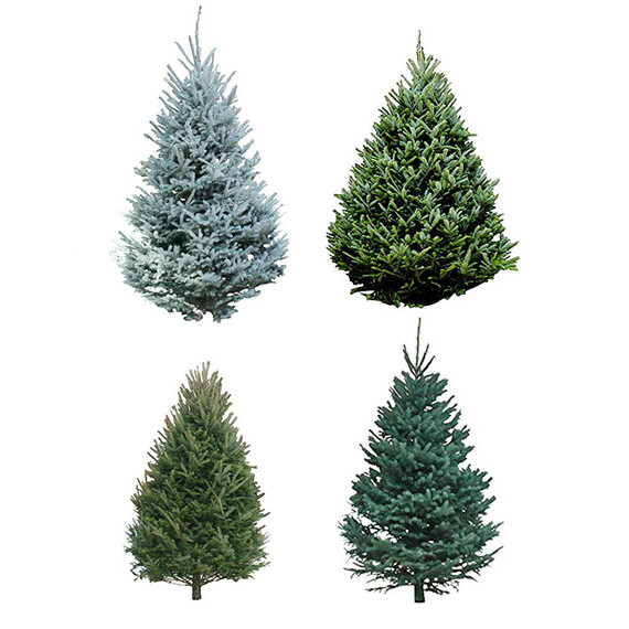 evergreen tree types evergreen tree types