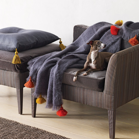 mld105893_0910_livingdog3.jpg