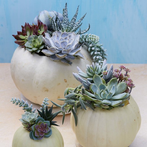 pumpkin succulents pumpkin succulents