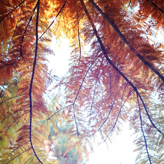 Cypress Trees Cypress Trees