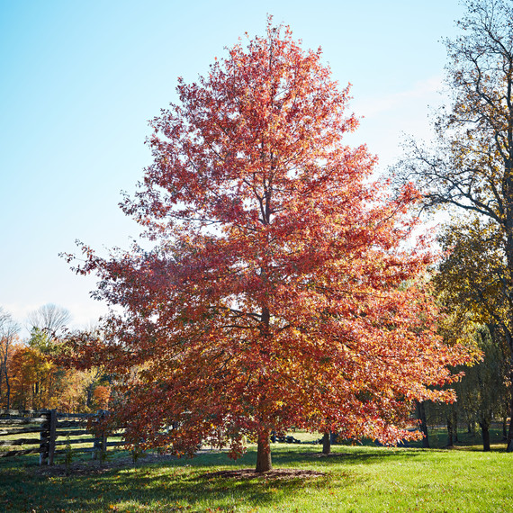 Pin Oak trees