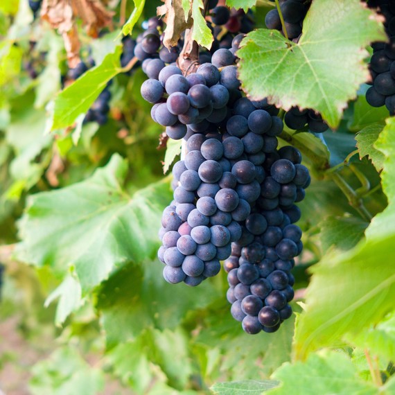 wine-grapes-vineyard-0415