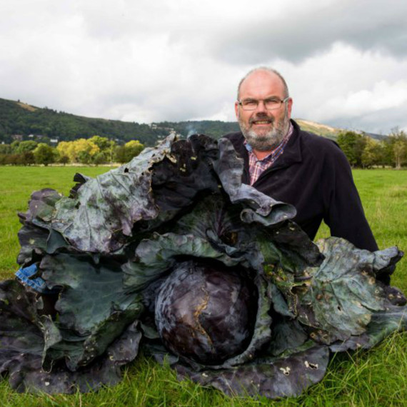 world_record_cabbage_0916