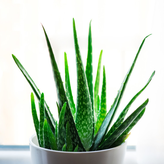 aloe plant aloe plant