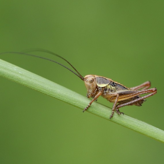 Cricket on leaf Cricket on leaf