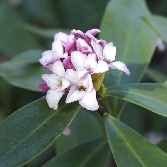 daphne-fragrant-plant-0416.jpg (skyword:267061)