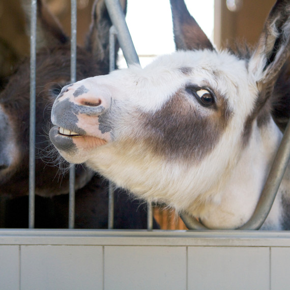 donkeypaddock-7009-fs-0614.jpg