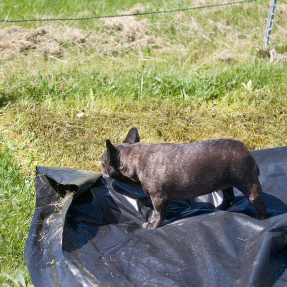 donkeypaddock-7039-fs-0614.jpg