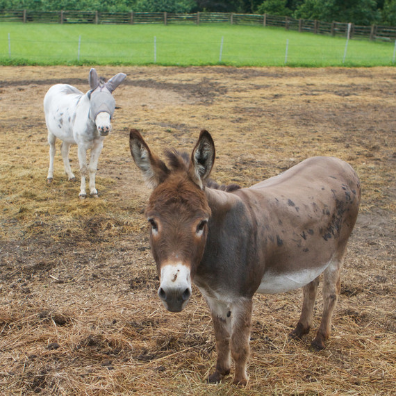 donkeypaddock-8438-fs-0614.jpg