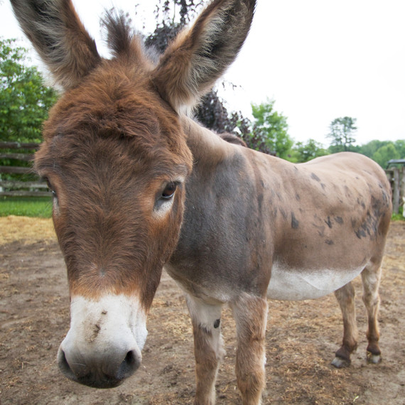 donkeypaddock-8486-fs-0614.jpg