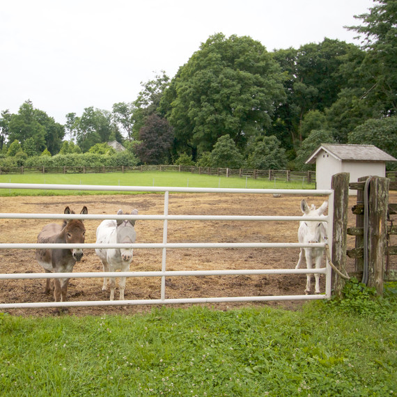 donkeypaddock-8517-fs-0614.jpg