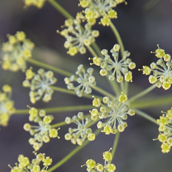 fennel-fragrant-herb-04-16.jpg (skyword:267083)