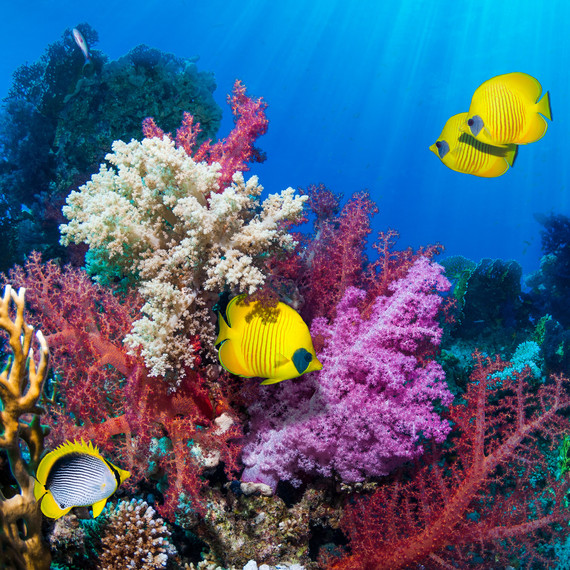 Fish Swimming Around a Wild Coral Reef Fish Swimming Around a Wild Coral Reef