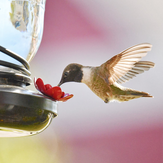 hummingbird at feeder hummingbird at feeder