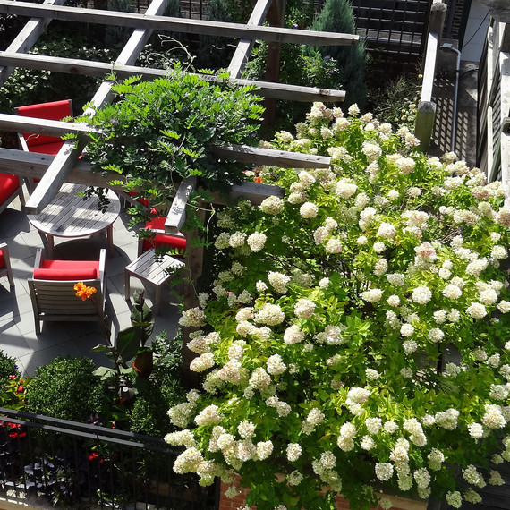 hydrangeas-vine-10-30-2015.jpg (skyword:197645)