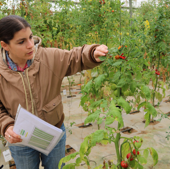 Leah Rosental checking tomato plant Leah Rosental checking tomato plant