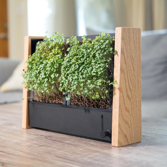 Grow Micro-Vegetables Indoors With This Cool Vertical Garden | Martha ...