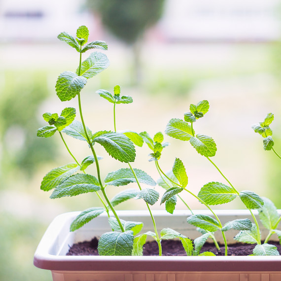 mint plant mint plant