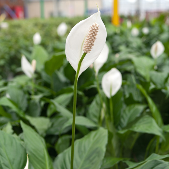 peace lily peace lily