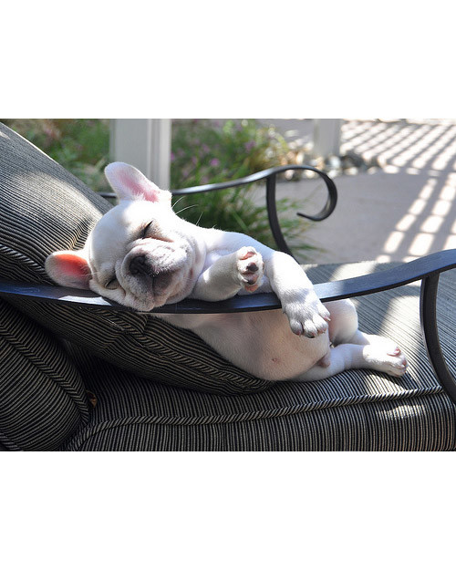 pets_lazy_0909_ori00100132.jpg