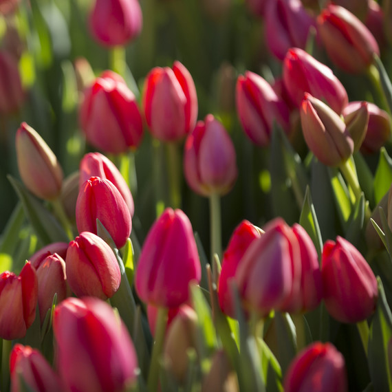 red tulips red tulips