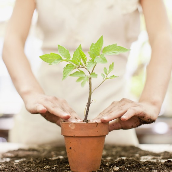 Woman repotting plant in terracotta planter Woman repotting plant in terracotta planter