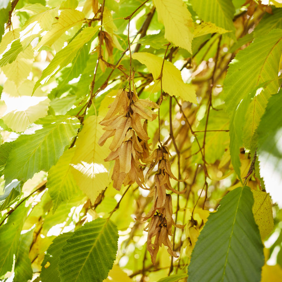 Hornbeam trees Hornbeam trees
