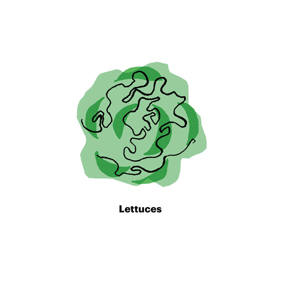 veggie garden lettuce veggie garden lettuce