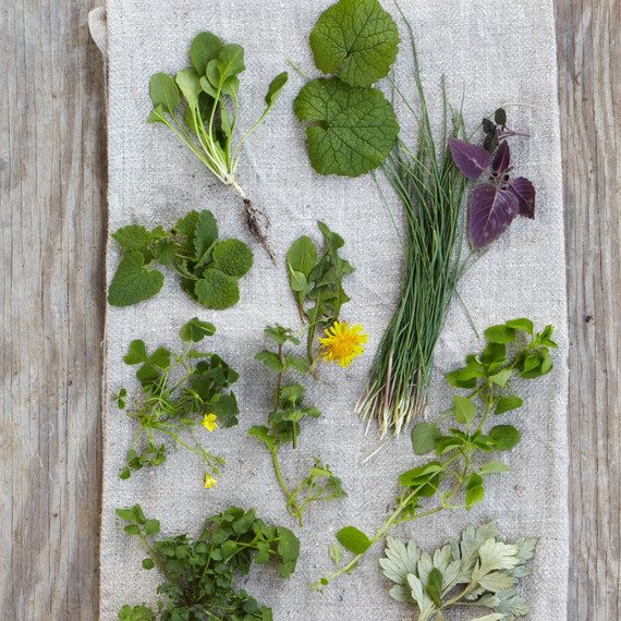 wild herbs opener wild herbs opener