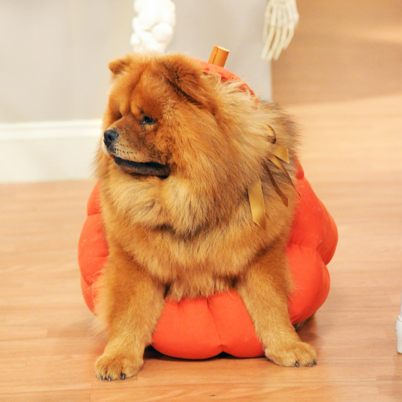 6034_102810_pumpkin_costume.jpg