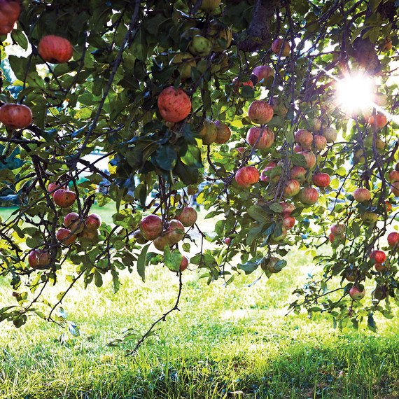 apple orchard trees with sun shining through apple orchard trees with sun shining through