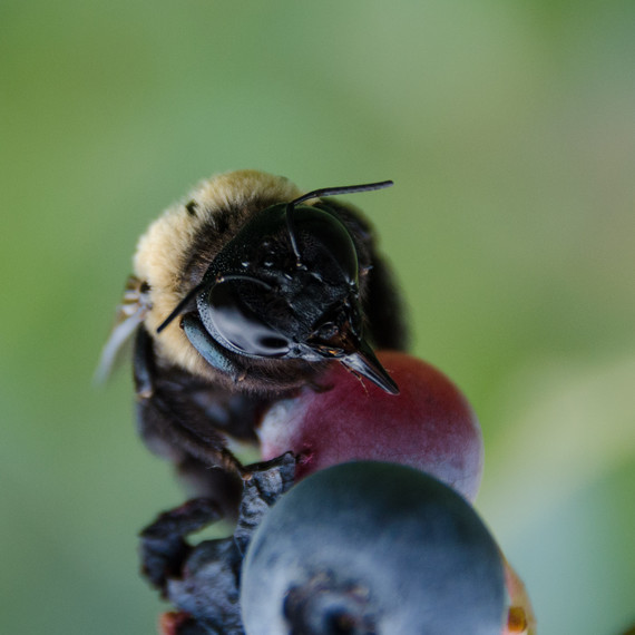 This Buzzy Insect May Be the Secret to Growing the Best Blueberries Martha Stewart