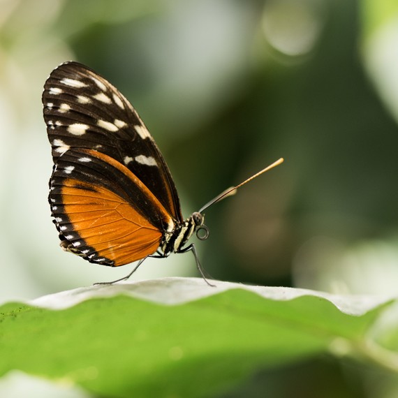 butterfly in garden butterfly in garden