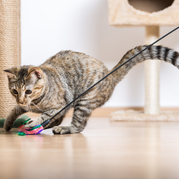 cat playing in living room cat playing in living room