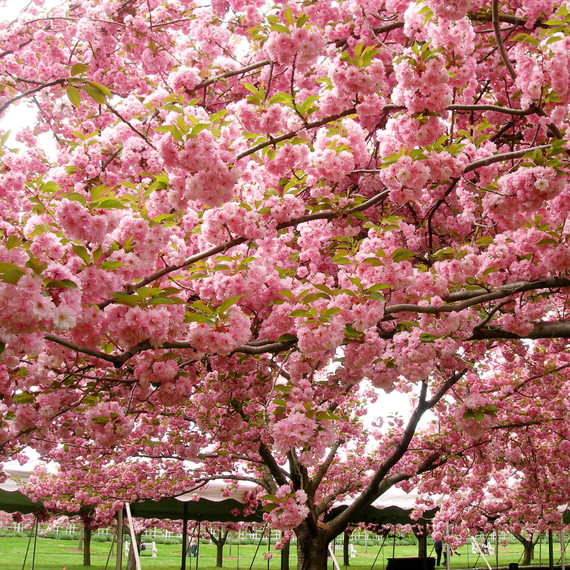 In Praise of Cherry Blossoms | Martha Stewart