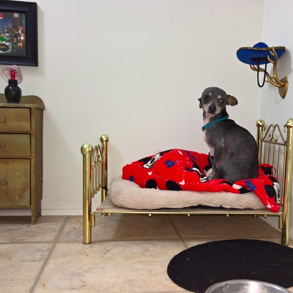 dog room under stairs dog room under stairs