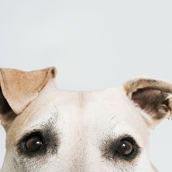 Dog Dog