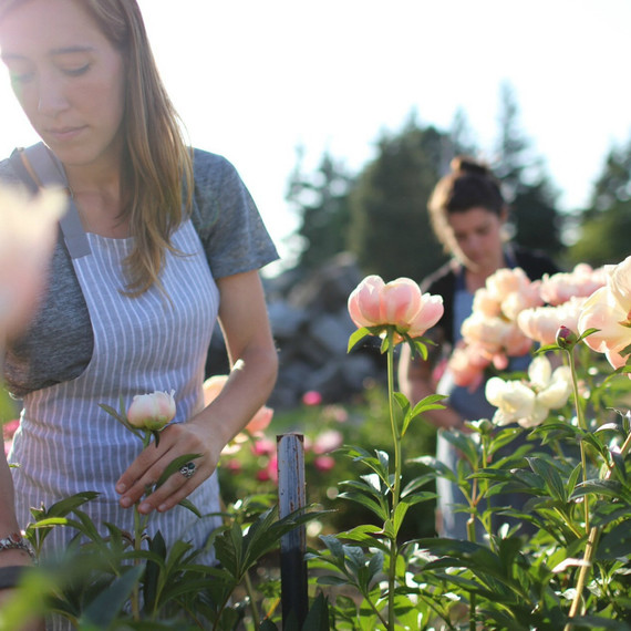 floret-harvesting-peonies-0.jpg