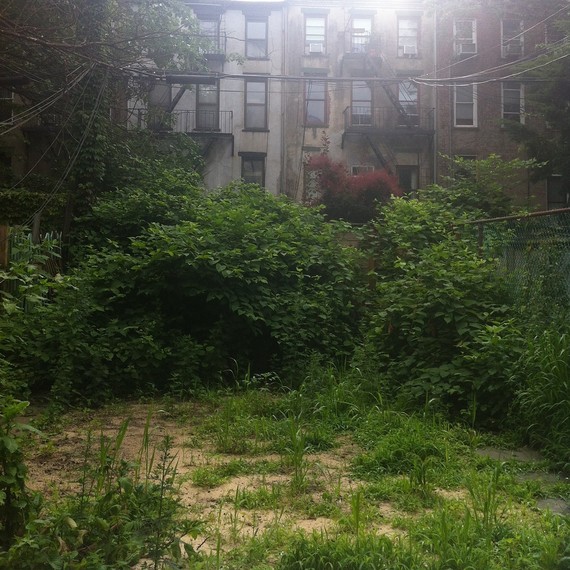 garden-before-knotweed-0616.jpg (skyword:296337)